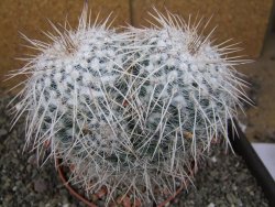 Mammillaria parkinsonii XXL, květináč 12 cm - 12410029