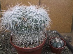 Mammillaria parkinsonii XXL, květináč 12 cm - 12410030