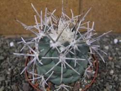 Coryphantha poselgeriana valida El Hundido pot 10 cm