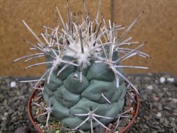 Coryphantha poselgeriana valida El Hundido pot 10 cm - 12410045
