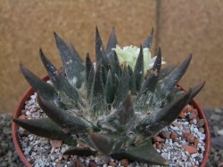 Ariocarpus trigonus elongatus San Antonio pot 12 cm