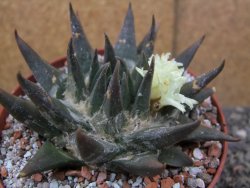 Ariocarpus trigonus elongatus San Antonio pot 12 cm - 12410063