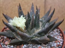 Ariocarpus trigonus elongatus San Antonio pot 12 cm - 12410065