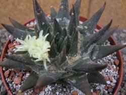 Ariocarpus trigonus elongatus San Antonio pot 12 cm - 12410067