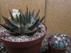 Ariocarpus trigonus elongatus San Antonio pot 12 cm - 12410069