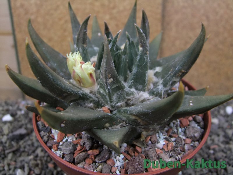Ariocarpus trigonus elongatus San Antonio pot 12 cm