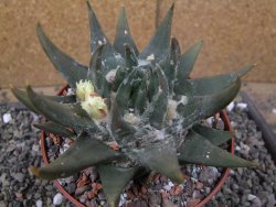 Ariocarpus trigonus elongatus San Antonio pot 12 cm - 12410072