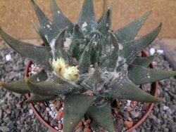 Ariocarpus trigonus elongatus San Antonio pot 12 cm - 12410076