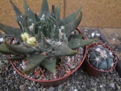 Ariocarpus trigonus elongatus San Antonio pot 12 cm - 12410078
