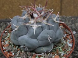 Thelocactus hexaedrophorus MH131 La Perdida pot 10 cm - 12410082