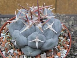 Thelocactus hexaedrophorus MH131 La Perdida pot 10 cm - 12410083