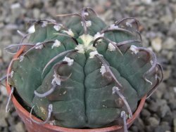Gymnocalycium vatteri, pot 5,5 cm - 12410105