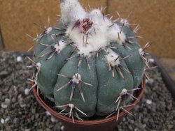 Echinocactus horizonthalonius Tula, Tam. pot 12 cm Roub/Grafted