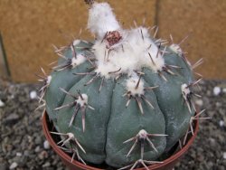 Echinocactus horizonthalonius Tula, Tam. pot 12 cm Roub/Grafted - 12410117