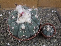 Echinocactus horizonthalonius Tula, Tam. pot 12 cm Roub/Grafted - 12410119