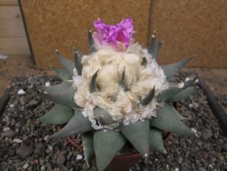 Ariocarpus confusus PP 420 Aramberi NL květináč 12 cm Cites IA - 12410121