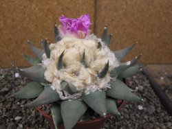 Ariocarpus confusus PP 420 Aramberi NL květináč 12 cm Cites IA - 12410122