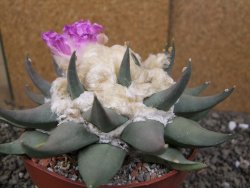 Ariocarpus confusus PP 420 Aramberi NL květináč 12 cm Cites IA - 12410125