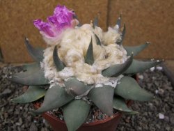 Ariocarpus confusus PP 420 Aramberi NL květináč 12 cm Cites IA - 12410126