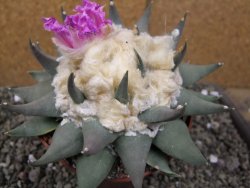 Ariocarpus confusus PP 420 Aramberi NL květináč 12 cm Cites IA - 12410131