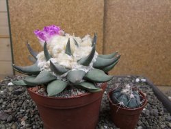 Ariocarpus confusus PP 420 Aramberi NL květináč 12 cm Cites IA - 12410132