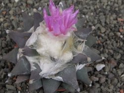 Ariocarpus confusus PP 420 Aramberi NL 9 cm Cites IA - 12410137