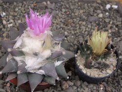 Ariocarpus confusus PP 420 Aramberi NL 9 cm Cites IA - 12410138