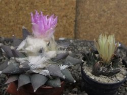 Ariocarpus confusus PP 420 Aramberi NL 9 cm Cites IA - 12410139