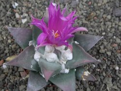 Ariocarpus confusus PP 420 Aramberi NL 8 cm Cites IA