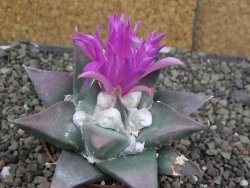 Ariocarpus confusus PP 420 Aramberi NL 8 cm Cites IA - 12410141