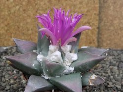 Ariocarpus confusus PP 420 Aramberi NL 8 cm Cites IA - 12410142