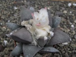 Ariocarpus confusus PP 420 Aramberi NL 8 cm Cites IA - 12410144