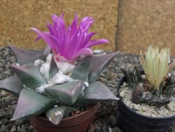 Ariocarpus confusus PP 420 Aramberi NL 8 cm Cites IA - 12410147