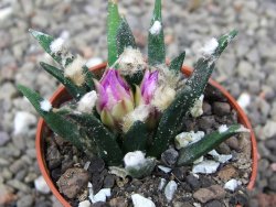 Ariocarpus agavoides pot 5,5 cm cites IA - 12410148