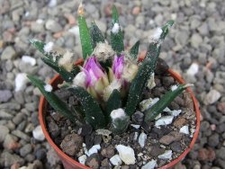 Ariocarpus agavoides pot 5,5 cm cites IA - 12410150