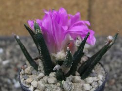 Ariocarpus agavoides pot 5,5 cm cites IA - 12410154