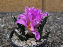 Ariocarpus agavoides pot 5,5 cm cites IA - 12410156