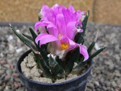 Ariocarpus agavoides pot 5,5 cm cites IA