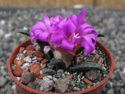 Ariocarpus agavoides pot 5,5 cm cites IA - 12410159