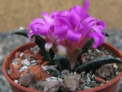 Ariocarpus agavoides pot 5,5 cm cites IA