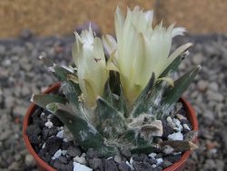 Ariocarpus trigonus elongatus San Antonio 5,5 cm - 12410168