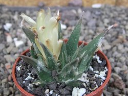 Ariocarpus trigonus elongatus San Antonio 5,5 cm