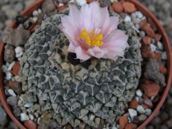 Ariocarpus kotschoubeyanus albiflorus Tula pot 6,5 cm