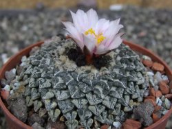 Ariocarpus kotschoubeyanus albiflorus Tula pot 6,5 cm - 12410175