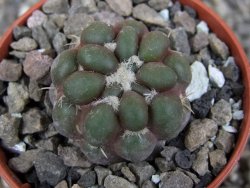Cintia knizeii pot 5,5 cm - 12410179