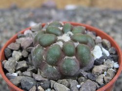 Cintia knizeii pot 5,5 cm