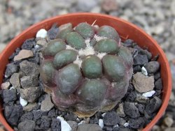 Cintia knizeii pot 5,5 cm