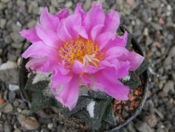 Ariocarpus fissuratus intermedius, pot 5,5 cm - 12410188