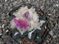 Ariocarpus fissuratus intermedius, pot 5,5 cm - 12410191