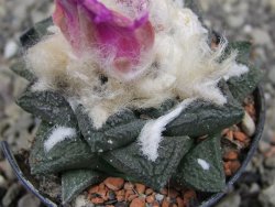 Ariocarpus fissuratus intermedius, pot 5,5 cm - 12410192